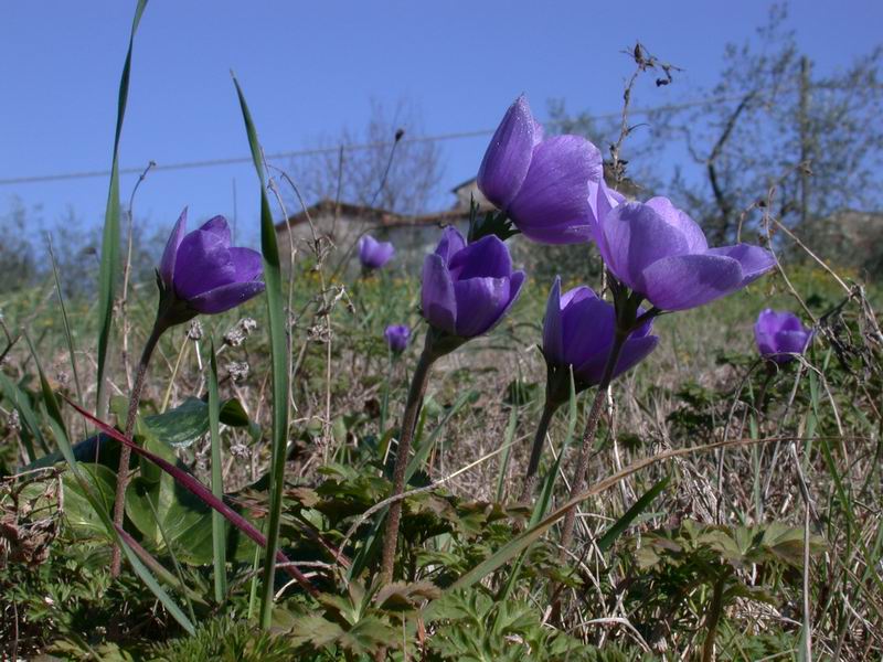 Anemone coronaria /  Anemone dei fiorai